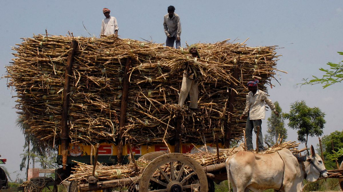 Indie se chystá zakázat vývoz cukru